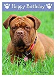 Dogue De Bordeaux, Dog Birthday Card