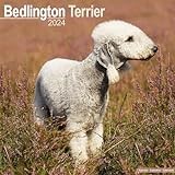 Bedlington Terrier Calendar 2024 Square Dog Breed Wall Calendar - 16 Month