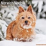 Norwich/Norfolk Terrier Calendar 2024 Square Dog Breed Wall Calendar - 16 Month