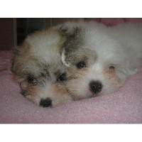 Rishlyn Coton De Tulear breeder