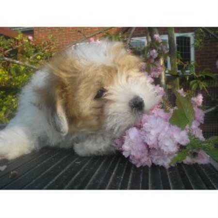 Coton De Tulear Breeder 11329