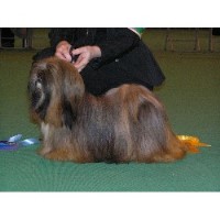 Lhasa Apso thumbnail