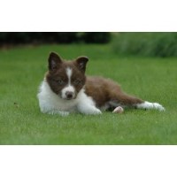 Bannetstane Border Collie breeder