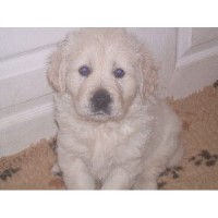 Toddrosa Golden Retriever breeder