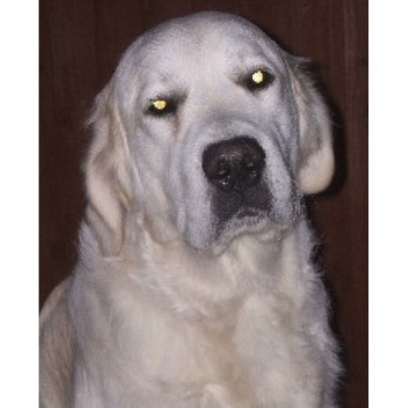 Golden Retriever Breeder 11467