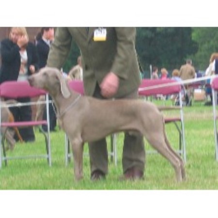 Weimaraner Breeder 11599