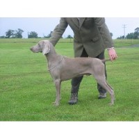 Weimaraner thumbnail