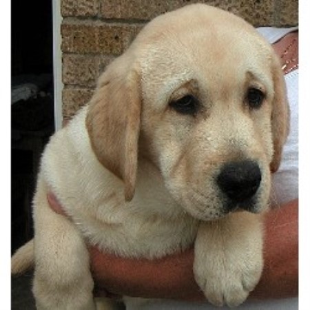 labrador lincolnshire breeder breeders labradors