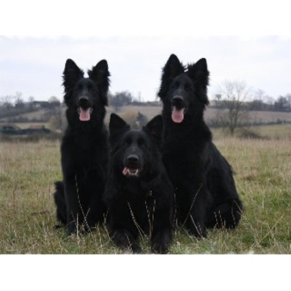 Stormlake Gsd German Shepherd Dog Breeder In Waltham Abbey Essex