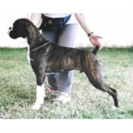 boxer breeders yorkshire