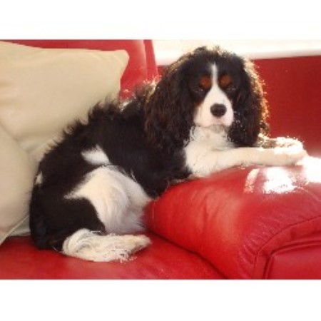 havanese vs cavalier king charles spaniel cavalier king charles spaniel studs in oldham lancashire ol1 4lf id 12114 havanese vs cavalier king charles spaniel cavalier king charles spaniel studs in oldham lancashire ol1 4lf id 12114