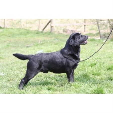 Widgerwood Labradors