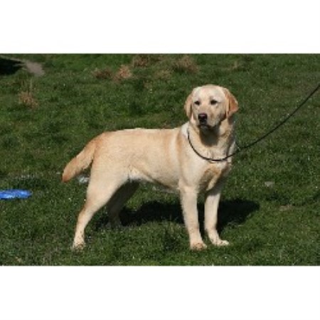 Labrador Retriever Breeder 12877