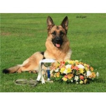 Kazaura, German Shepherd Dog Breeder in Daventry ...