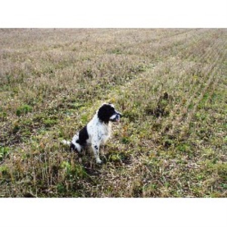 west breeders north english terrier bull NG32 Leicestershire Knipton, Cocker English Studs ID in 1RW. Spaniel
