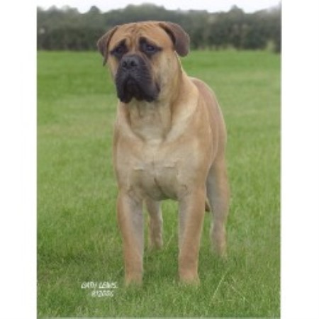 bullmastiff stud