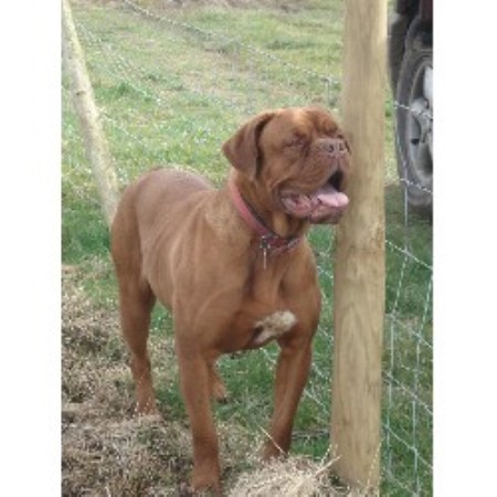 Small Dog Rescue North West Uk Small Dog Rescue North West Uk