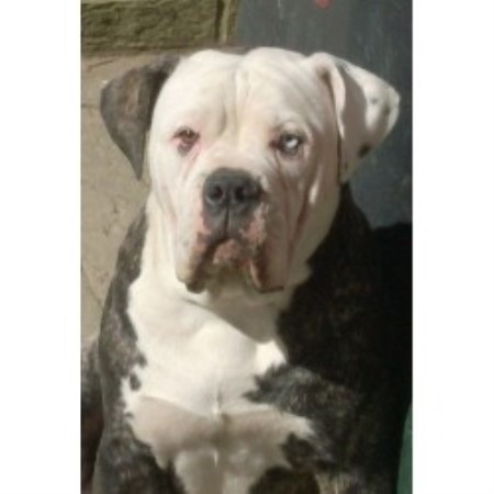 Big Bullie Kennels Alapahas Uk Alapaha Blue Blood Bulldog Breeder In Rotherham South Yorkshire