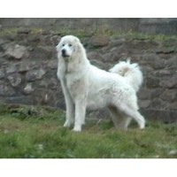 Great Pyrenees thumbnail