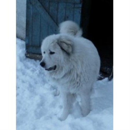 Great Pyrenees Breeder 13727