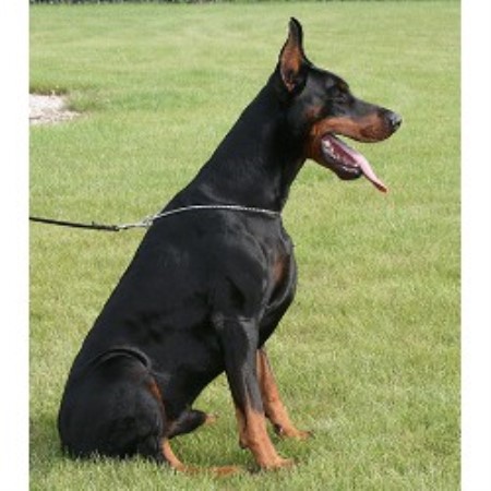 Del Animus In Bexhill On Sea East Sussex