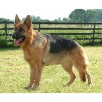Christinwood German Shepherd Dog breeder