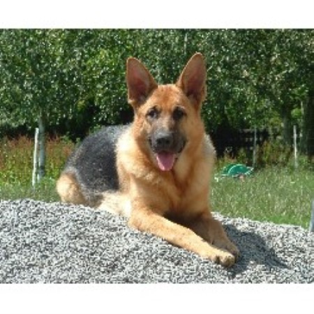 German Shepherd Dog Breeder 13823