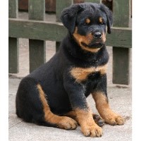 Lorraine Sylvester - Rottweiler Breeder Rottweiler breeder