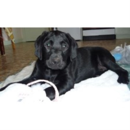 Labrador Retriever Breeder 14117