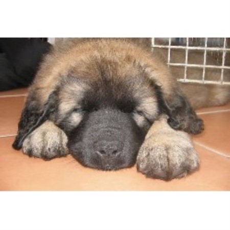 Coton Dog Breeders Uk Coton Dog Breeders Uk
