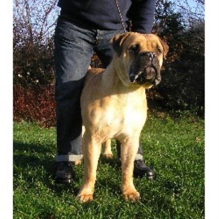 bullmastiff stud