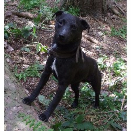 Patterdale Terrier Stud 14859