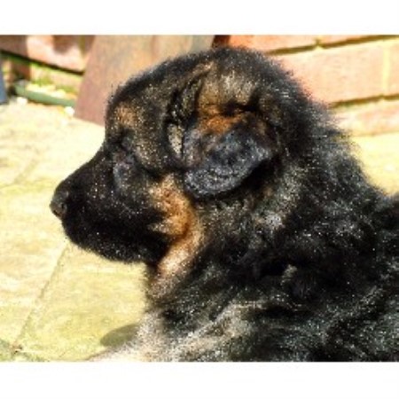 Sale Dog Online Lincolnshire Uk Sale Dog Online Lincolnshire Uk
