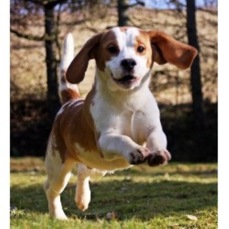 Dog Kennels For Sale Isle Of Wight Dog Kennels For Sale Isle Of Wight