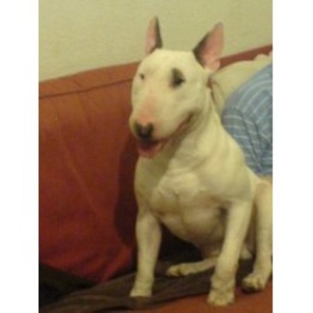 Micky Bull Terrier Stud In Newcastle Upon Tyne Tyne And Wear