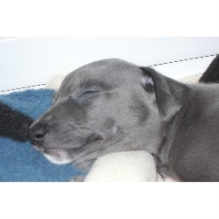 Kirsten Davies Whippet Breeder In Ponteland Northumberland