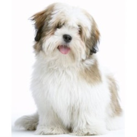 lhasa apso breeders near me