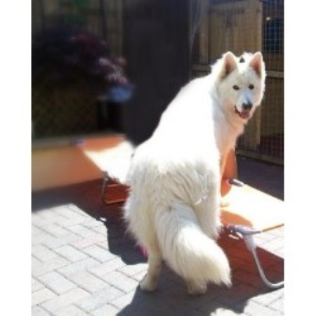Dog Rescue Edinburgh Samoyed Dog Rescue Edinburgh Samoyed