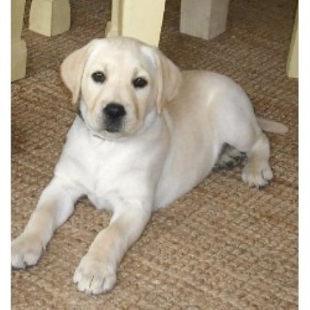 Dogs Free To Good Home North East Lincolnshire Dogs Free To Good Home North East Lincolnshire