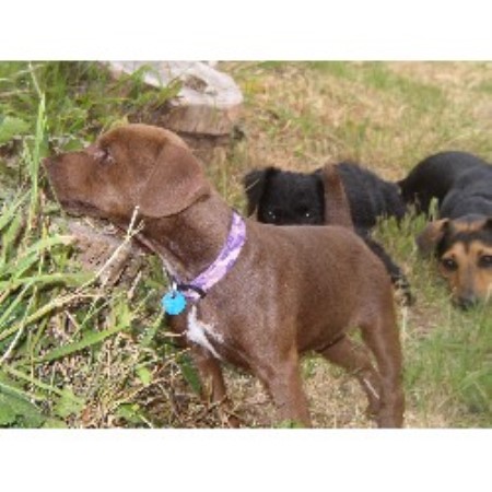 patterdale terrier breeders terriers devon tenerife breeder freedoglistings chocolate puppies