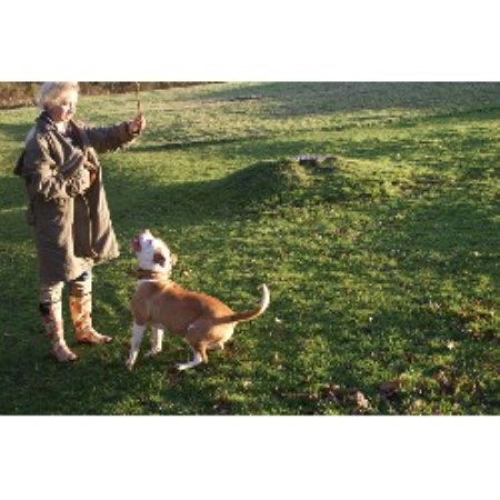 Dntabd American Bulldog Breeder In Colchester Essex