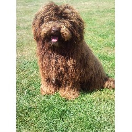 Hampole Dog Rescue Hampole Dog Rescue