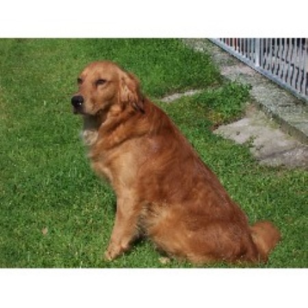 feo farm kennels- golden retrievers feo farm kennels- golden retrievers