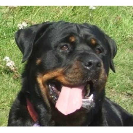 Heldenhaft Rottweilers Rottweiler Breeder In Wigan Lancashire