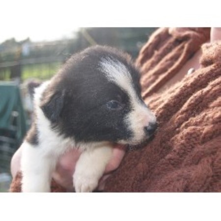 border collie puppies yorkshire and humber