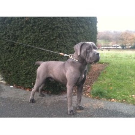 Shiraz K Cane Corso Stud In London Greater London