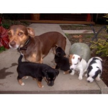 chocolate and tan jack russell puppies