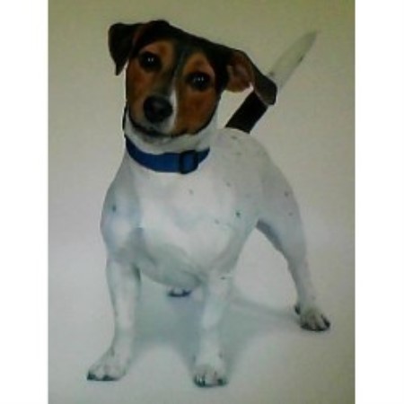 Amy Jack Russell Terrier Stud In Market Harborough Leicestershire