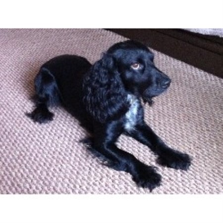 working cocker spaniel puppies for sale in yorkshire