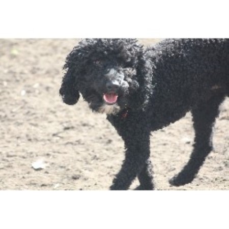Burbuja Labrador Retriever Stud In Leicester Leicestershire